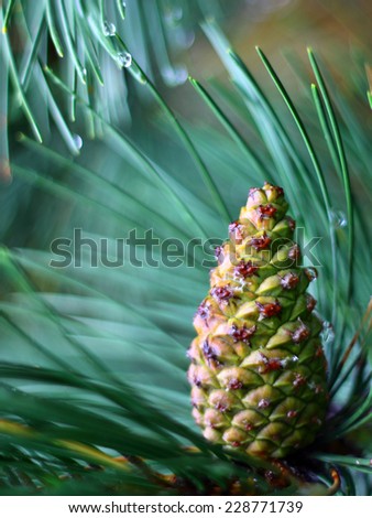 Pine cone on a pine branch - pine needles with drops of water - close up