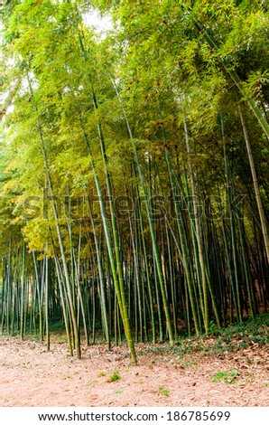 bamboo forest in Yuantouzhu,wuxi, Jiangsu province,China,