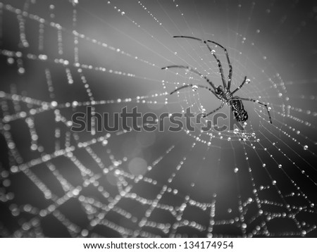 Spider crawling on a web with droplets of dew.  Black and white finish.