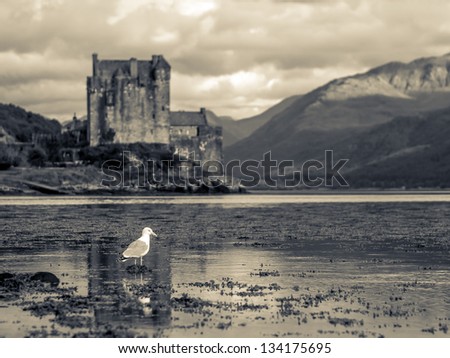 Lonesome Seagull in Foreground with Scottish castle as Backdrop - Eilean Donan Castle, black and white toned
