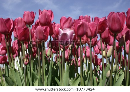 Light purple tulip against darker purple tulips in Oregon.