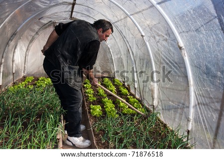 greenhouse lettuce