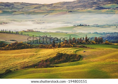 Tuscan olive trees and field in near farms, Italy