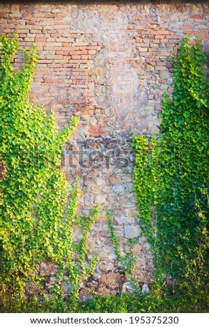 Old wall with climbing plants
