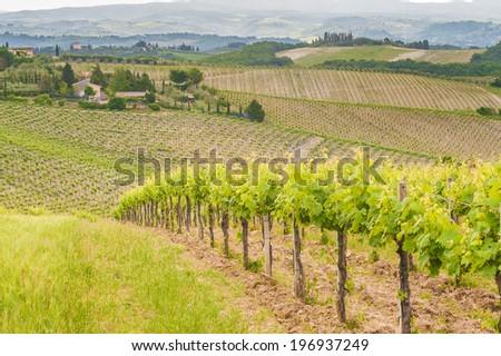 Spring Tuscan vineyards around San Gimignano, Italy