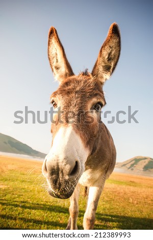 Donkey eating the grass in the foothills of the Monte Sibillini National Park, Umbria