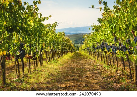 Autumn grape harvest in Tuscany, Italy