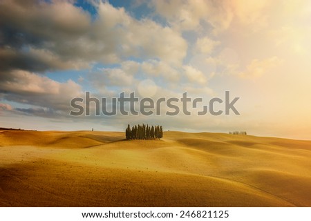 Autumn colors on the fields with Cypresses