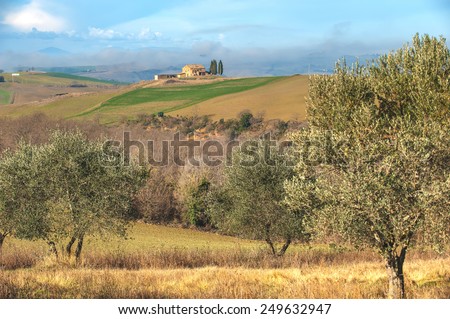 Landscape of olive trees in the background Tuscan farm.