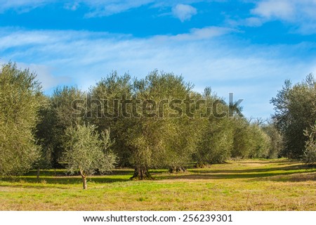 Landscape of olive trees in the background Tuscan farm.