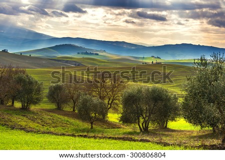 The cultivation of olive trees and spring landscape