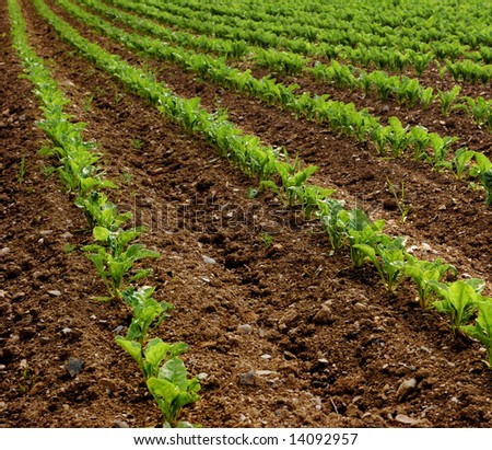 Field Of Turnips