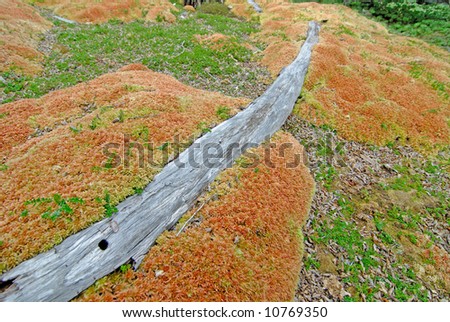 Peat Moss in Patagonian Forest, Parque Nacional Tierra del Fuego, Patagonia