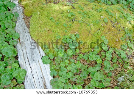 Peat Moss in Patagonian Forest, Parque Nacional Tierra del Fuego, Patagonia