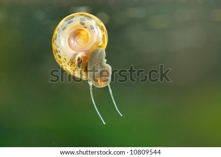 Biomphalaria fresh-water Snail (Biomphalaria Sp.) Schistosomiasis