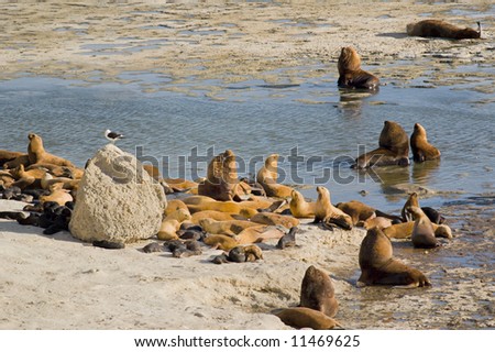 Colony of South American Sea Lion (Otaria flavescens)