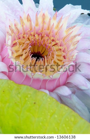 Victoria Waterlily Flower and Leaf