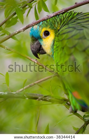 Parrot Camouflage