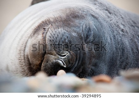 Cute Baby seal sleeping