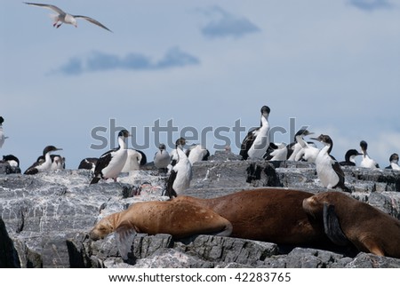 Colony of South American Sea Lion and Cormorants