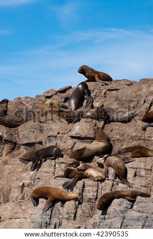 South American Fur Seal Colony in Ushuaia, Patagonia