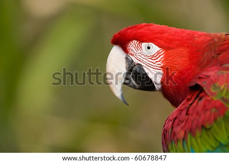 Red Macaw isolated from background
