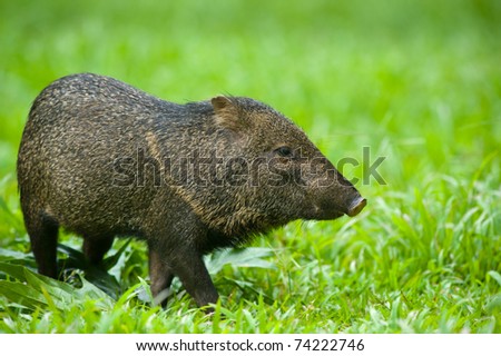 javelina clipart