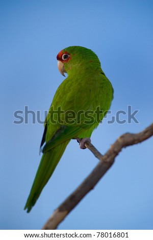 Green parrot isolated Images - Search Images on Everypixel