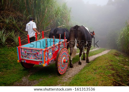 San Jose,Costa Rica - November 20: Colorful Costa Rican Ox Cart And Oxen Down A Foggy Country Road On November 20, 2010. The Nef Also Ranked Costa Rica In 2009 As The Greenest Country In The World.