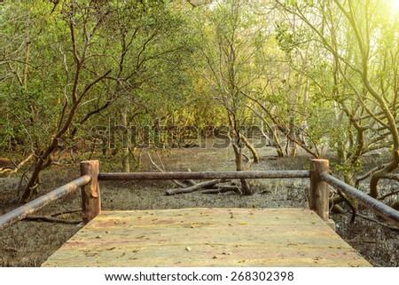 Tropical exotic travel concept - concrete bridge in flooded rain forest jungle of mangrove trees at phuket thailand