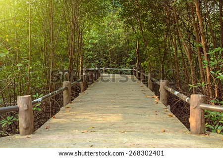 Tropical exotic travel concept - concrete bridge in flooded rain forest jungle of mangrove trees at phuket thailand
