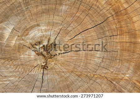 Cross section of tree trunk textured background