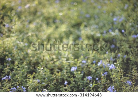 defocused violet flowers abstract nature background with green leaves violet flowers and bokeh light