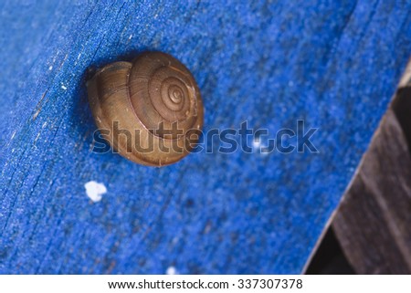 Snail on old blue plywood texture, great for design, website, wallpaper, background usage
