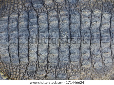 Crocodile skin texture, Close up shot