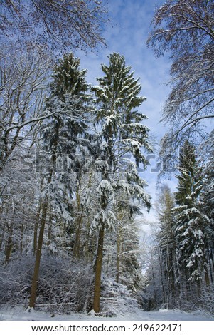 Snow covered trees during Winter time in southern Germany.
