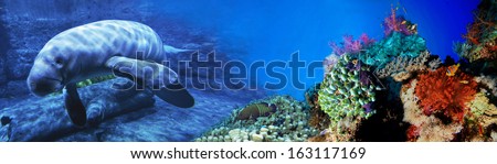 Cow-fish. Underwater world. Panorama.