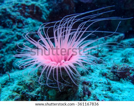 Unidentified soft coral on the sea bed.