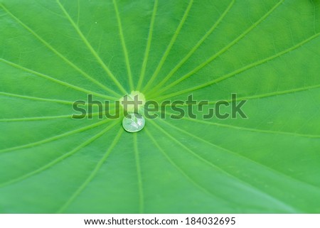 Green Lotus leaf with water droplet on leaf