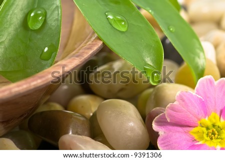 Flower on pebbles and greeen leaves in bowl of water