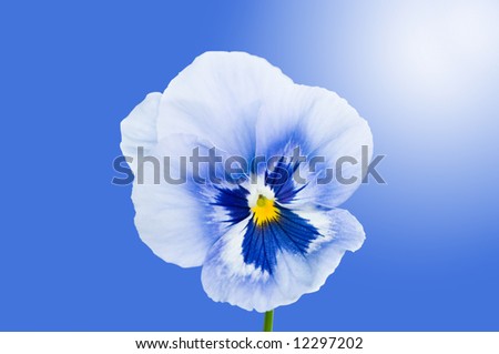 Blue Viola