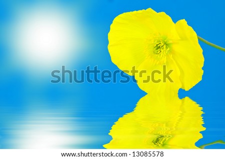 Yellow Poppy with sunny sky and water reflection