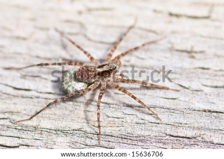 Wolf Spider With Babies On Her Back