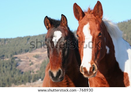 a pair of horses