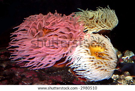 several under water sea anemones