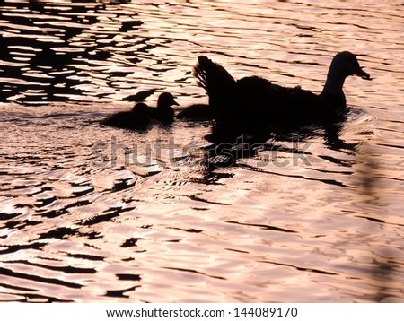 Mother Duck and Ducklings in Silhouette