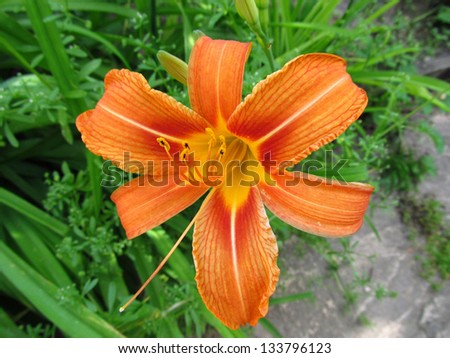 orange flower with six petals