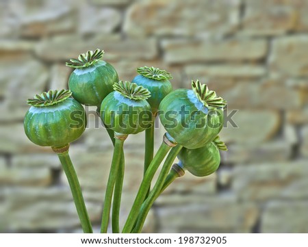 green poppy heads on stone wall background