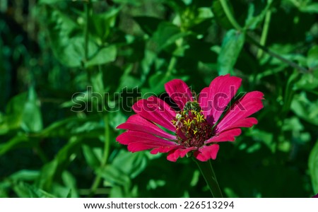 burgundy flower with a bee sitting on it on a background of green foliage