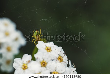 Spider web on white flowers